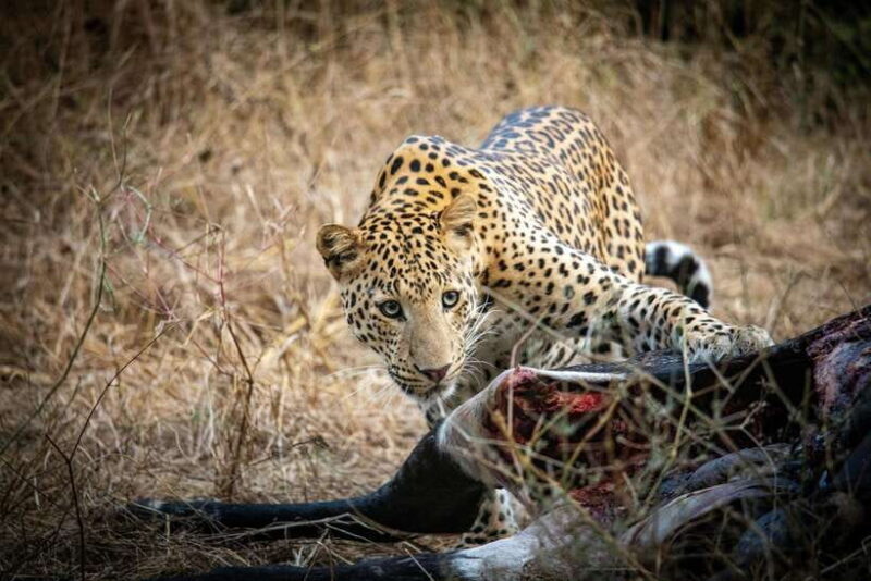 Yala National Park Safari Tours - Half Day & Full Day - Good To Know