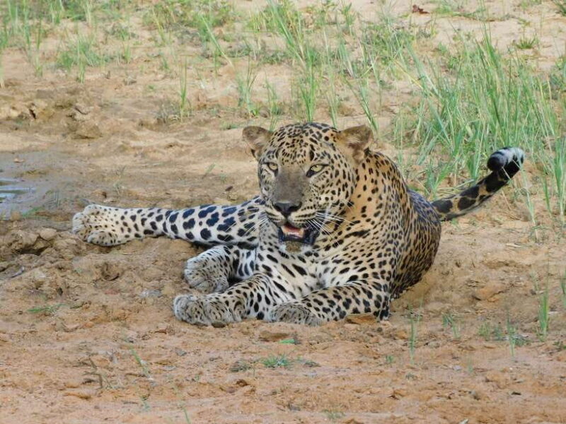 Yala National Park Safari Tours - Half Day & Full Day - Final Thoughts: Is It Worth It?