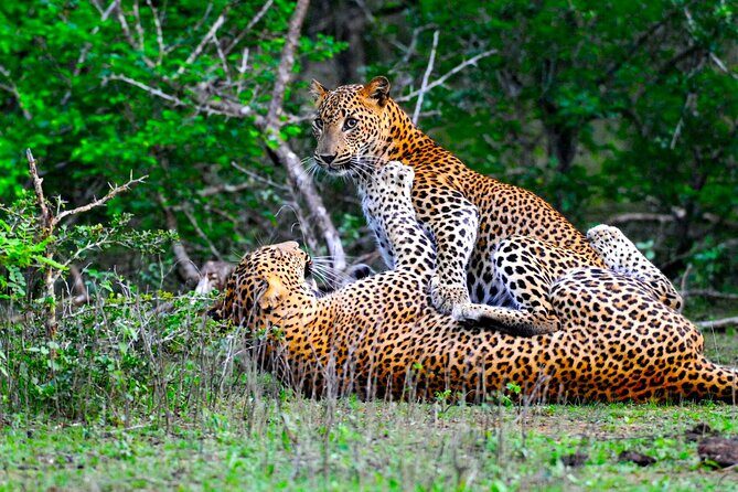 Yala National Park Safari Tours -Half Day & Full Day - Good To Know