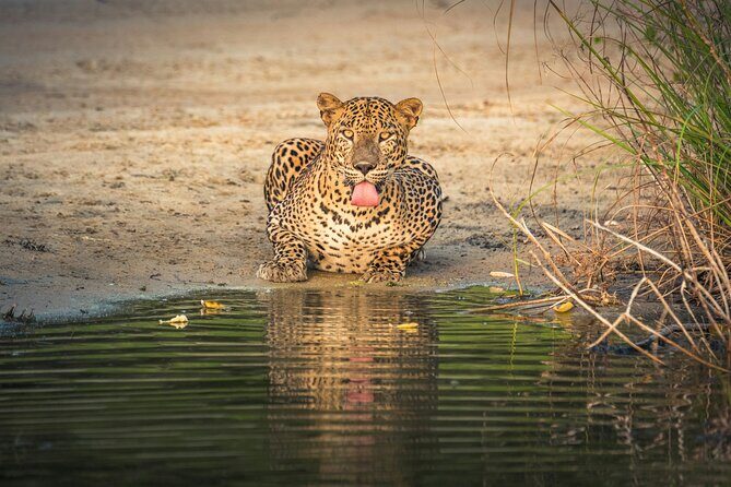 Yala National Park Safari Tours -Half Day & Full Day - Analyzing the Itinerary: What to Expect