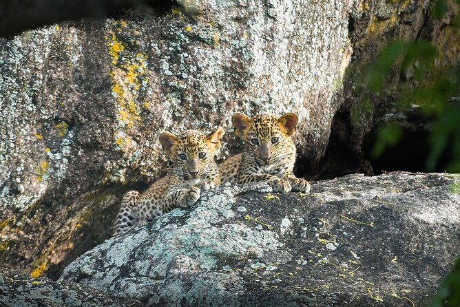 Yala National Park Safari Tours - Half Day & Full Day - Introducing the Yala Safari Experience