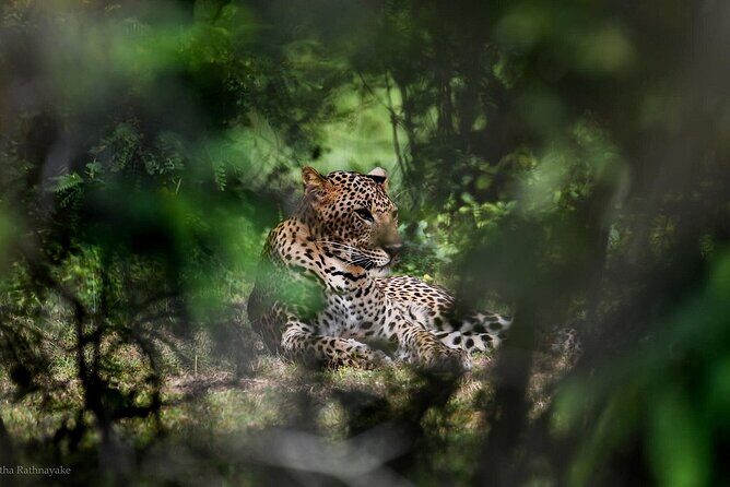 Yala National Park Safari Tours - Half Day & Full Day - The Cost & Value Analysis