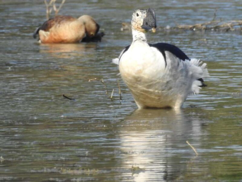 Yala National Park Safari Tours Morning/ Evening/ Full Day - An In-Depth Look at the Yala Safari Experience