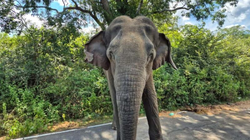 Yala National Park Safari Tours : Morning/Evening & Full-Day - Final Words