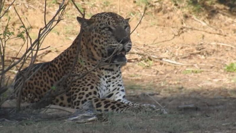 Yala National Park Safari Tours Morning/ Evening/ Full Day - Good To Know