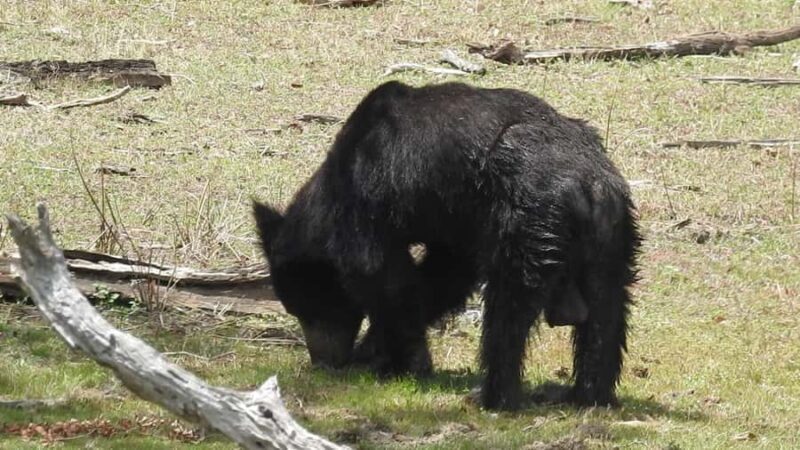 Yala National Park Safari Tours Morning/ Evening/ Full Day - A Detailed Look at the Yala Safari Experience