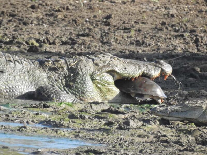 Yala National Park Safari Tours Morning/ Evening/ Full Day - FAQ