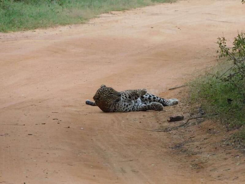 Yala National Park Safari Tours: Morning/Evening/Full Day - Final thoughts