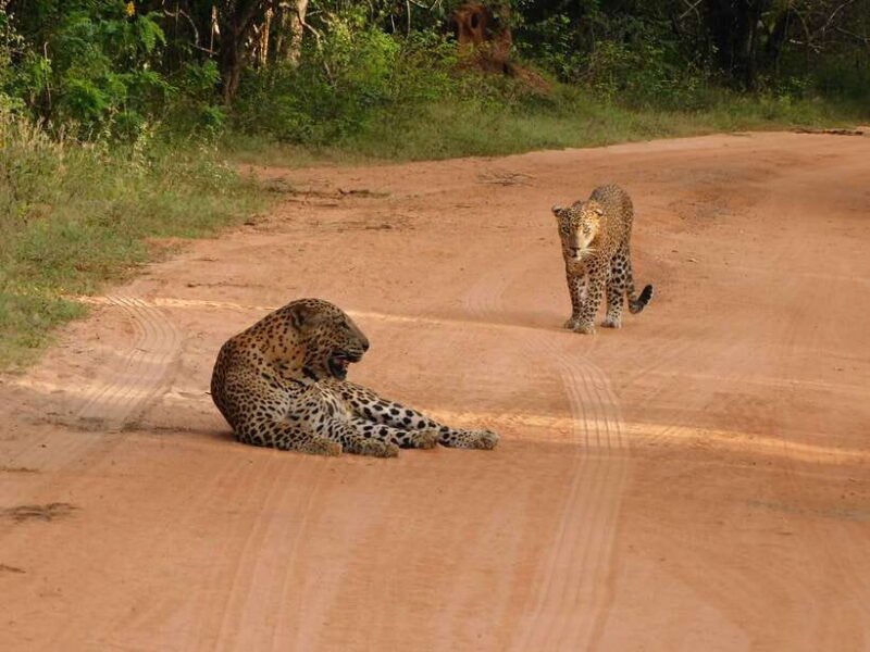 Yala National Park Safari Tours: Morning/Evening/Full Day - Frequently Asked Questions (FAQs)