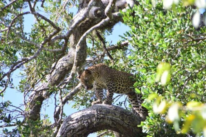 Yala National Park Sharing Safari (5 Hours) - Capturing Stunning Images of Animals