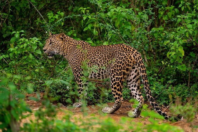 Yala National Park special Half-Day & Full-Day Safari Adventure - FAQ