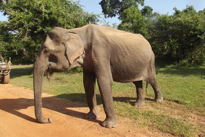 Yala National Park Special Leopard Safari Tour - An Authentic Safari in Yala National Park