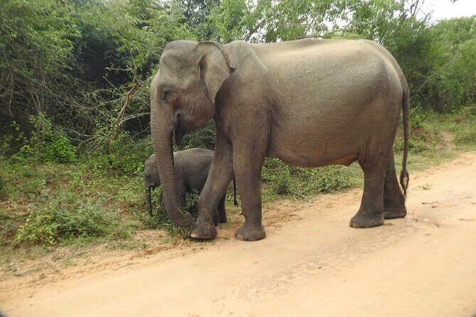 Yala National Park Special Leopard Safari Tour - The Experience Provider and Booking Details