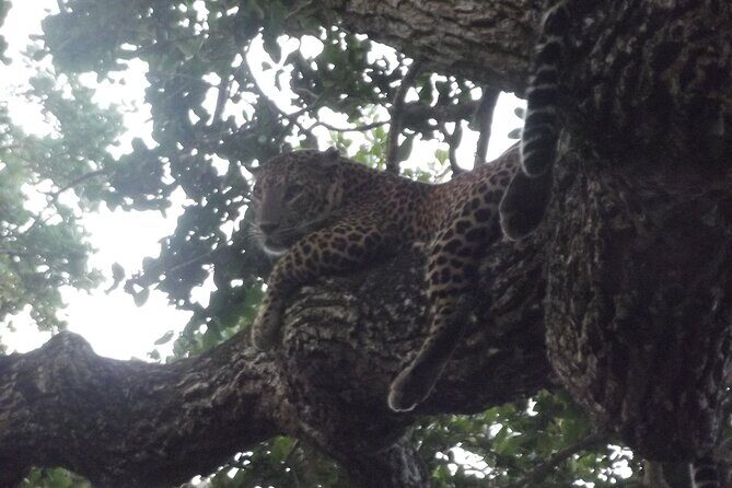 Yala National Park Special Leopard Safari Tour - Final Thoughts