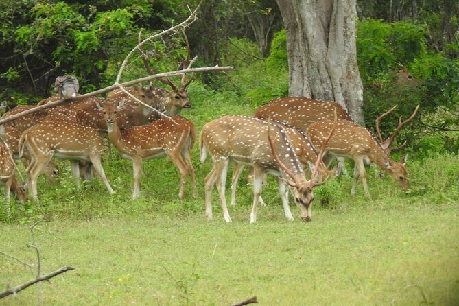 Yala National Park Special Leopard Safari Tour - FAQ