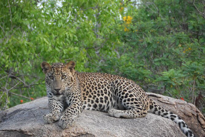 Yala National Park Special Leopard Safari Tour - Good To Know