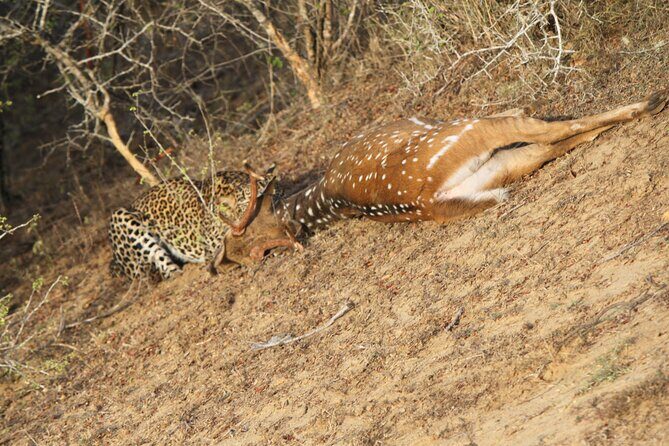 Yala National Park Special Leopard Safari Tour - Why Choose This Safari?
