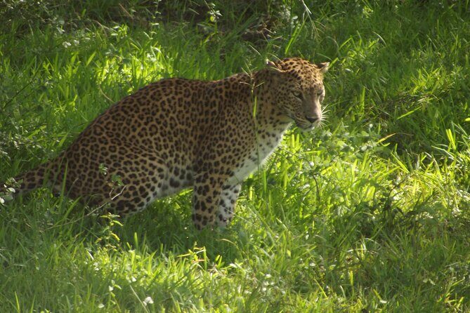 Yala National Park Special Leopard Safari Tour - FAQ