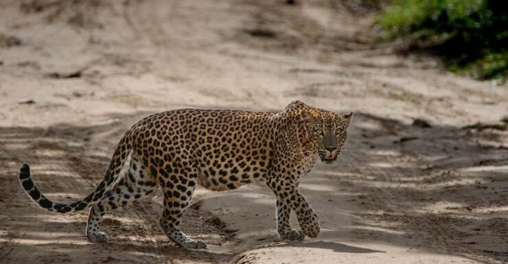 Yala National Park: Thrilling Wild Morning Afternoon Safari - Wildlife Experience