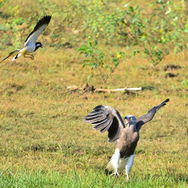Yala National Park: Thrilling Wild Morning Afternoon Safari - Commitment to Conservation