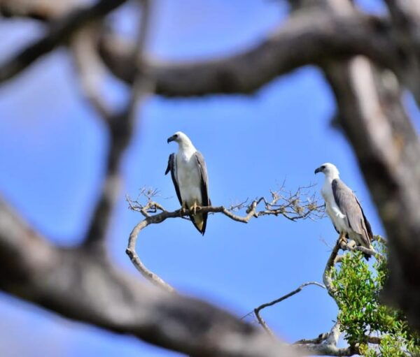 Yala National Park: Thrilling Wild Morning Afternoon Safari - Best Time for Safari