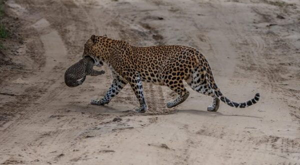 Yala National Park: Thrilling Wild Morning Afternoon Safari - What to Expect on Safari