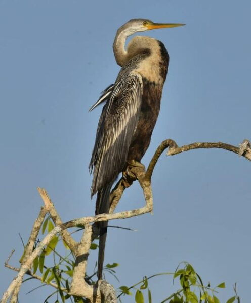 Yala National Park: Thrilling Wild Morning Afternoon Safari - Tips for an Enjoyable Experience
