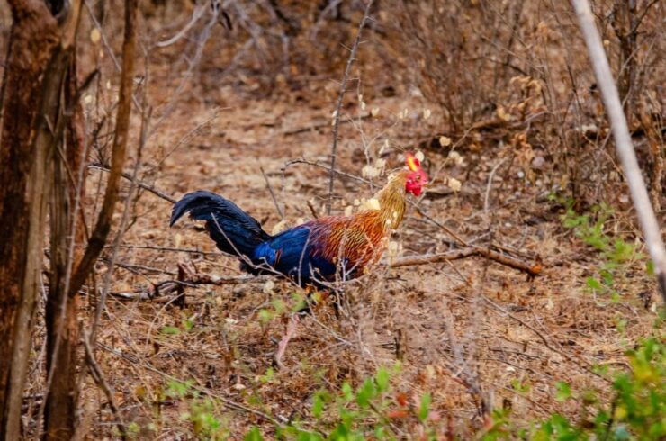 Yala National Park Wildlife Safari From Galle - Safari Duration and Flexible Booking
