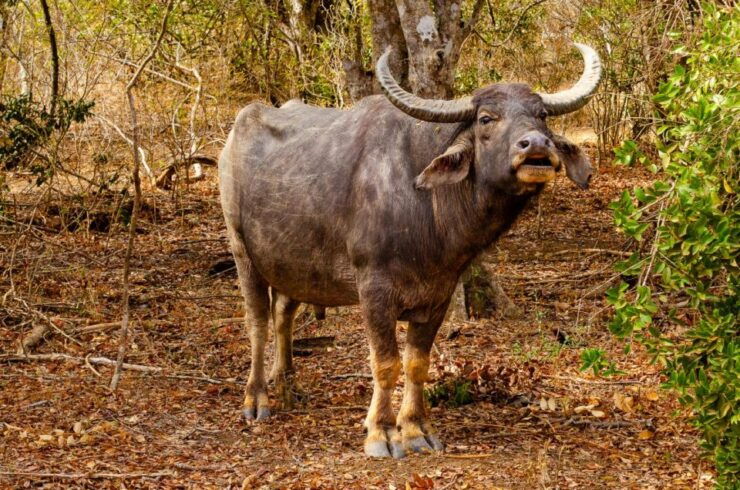Yala National Park Wildlife Safari From Hambantota - Notable Highlights of Yala National Park
