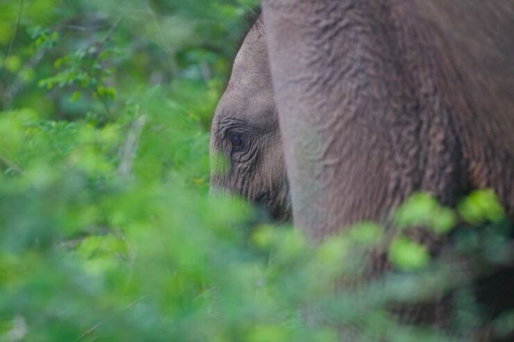 Yala National Park Wildlife Safari From Mirissa - Tour Duration & Flexibility