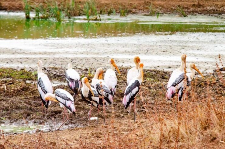 Yala National Park Wildlife Safari From Tangalle - Yala National Park Overview