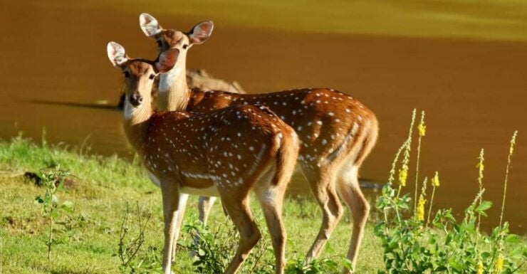 Yala National Park Wildlife Safari From Tangalle - Wildlife Encounters in Yala