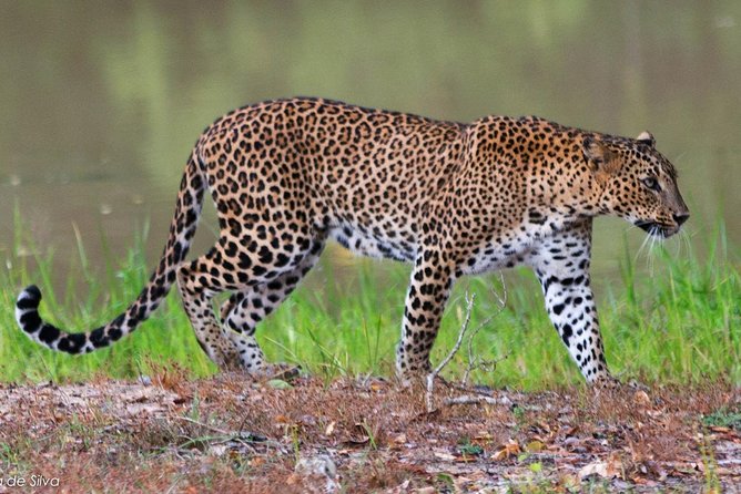 Yala National Park With Experienced Driver/Guide - Private Tour - Reviews and Ratings