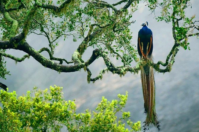 Yala National Park With Experienced Driver/Guide - Private Tour - Private Transportation