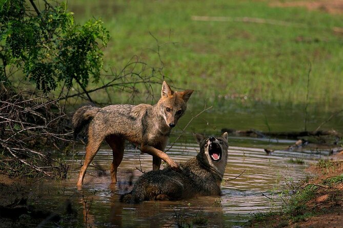 Yala National Park With Experienced Driver/Guide - Private Tour - Cancellation Policy