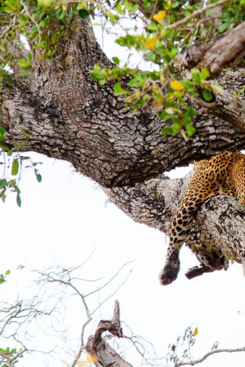 Yala National Park With Safari Jeep & Entrance Tickets - Good To Know