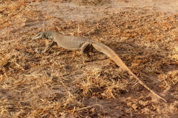 Yala National Park With Safari Jeep & Entrance Tickets - What to Bring