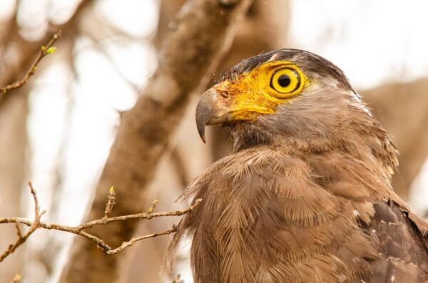 Yala National Park With Safari Jeep & Entrance Tickets - Rules and Regulations