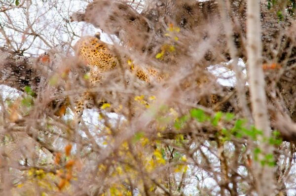 Yala National Park With Safari Jeep & Entrance Tickets - Weather Considerations