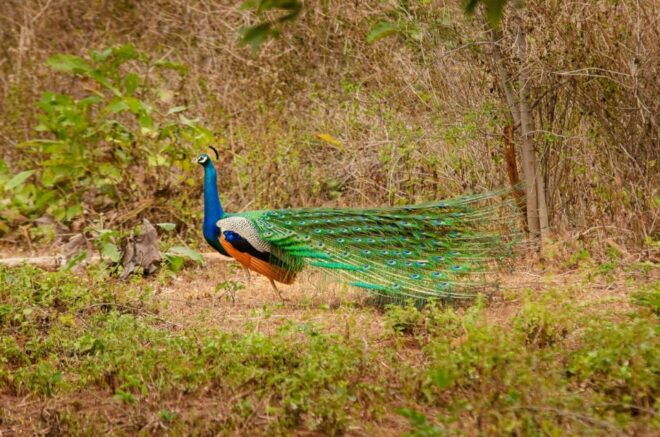 Yala National Park With Safari Jeep & Entrance Tickets - Important Information and Activity Provider