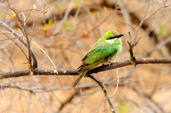 Yala National Park With Safari Jeep & Entrance Tickets - Common Questions