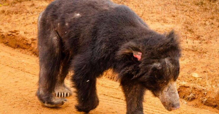Yala National Park With Safari Jeep & Tickets From Ella - Booking Information