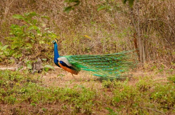 Yala National Park With Safari Jeep & Tickets From Ella - Duration and Availability