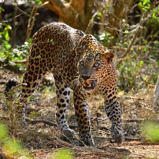 Yala National Park:Exclusive Morning Afternoon Safari Escape - Recommendations for Visitors