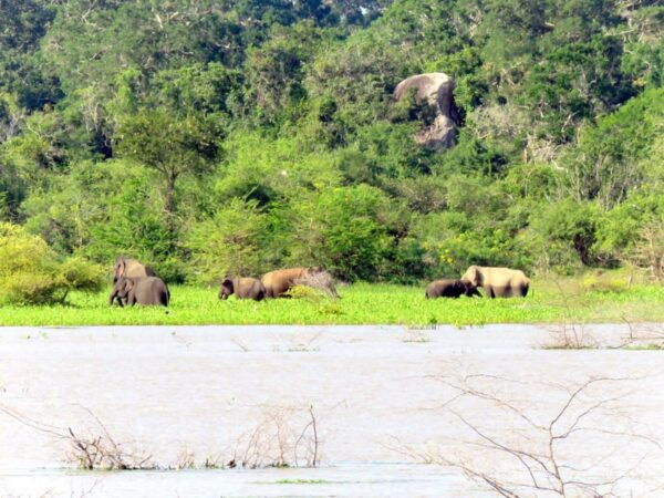 Yala National Park:Exclusive Morning Afternoon Safari Escape - Safety Guidelines and Restrictions