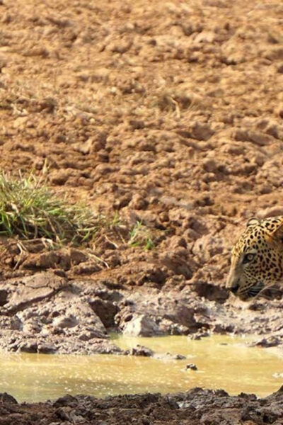 Yala National Park:Exclusive Morning Afternoon Safari Escape - Frequently Asked Questions