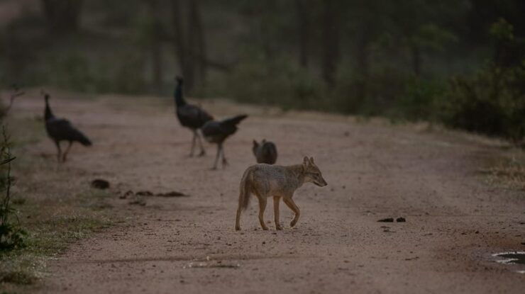 Yala National Park:Full Day Safari (4.00am-6.00pm) - Safari Experience Highlights