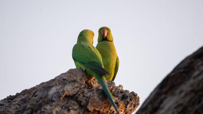 Yala National Park:Full Day Safari (4.00am-6.00pm) - Pickup and Drop-off Locations