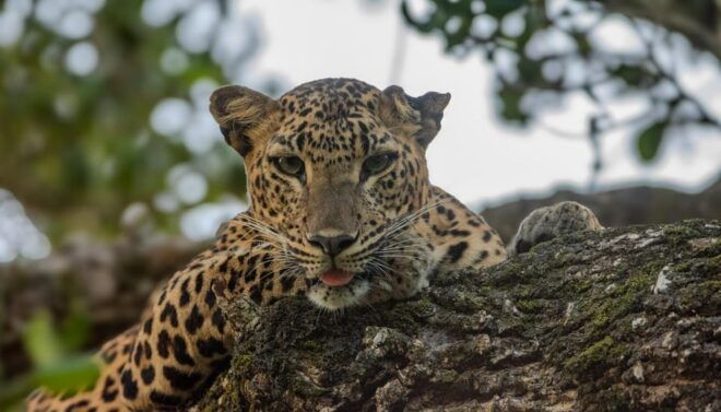 Yala National Park:Full Day Safari (4.00am-6.00pm) - Inclusions and Amenities
