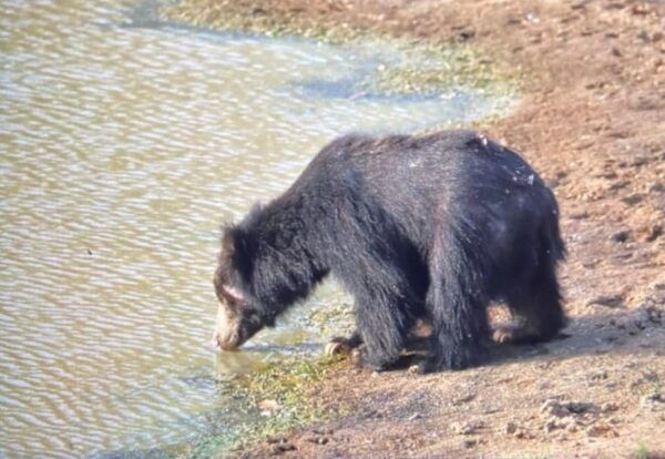 Yala National Park:Full Day Safari (4.00am-6.00pm) - Customer Reviews